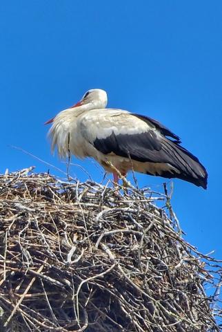 Fotografie Hažín nad Cirochou Train Station