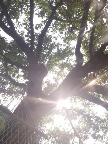 Fotografie Lipovník