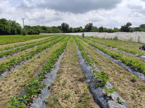 Fotografie Streda n.Bodrogom