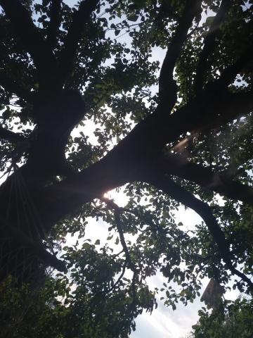 Fotografie Lipovník