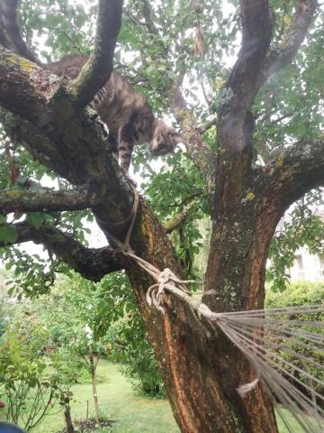 Fotografie Lipovník