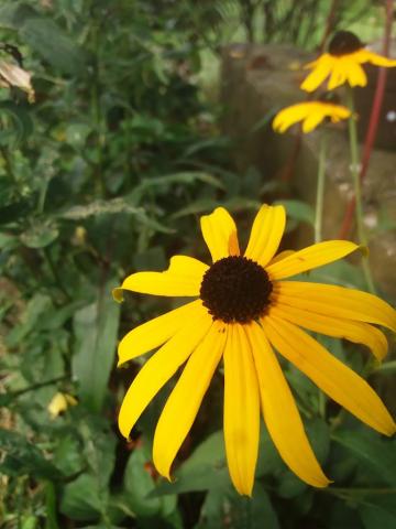 Fotografie Lipovník