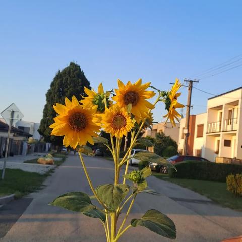 Fotografie Križovany nad Dudváhom